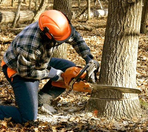 Tree Removal in Sharon Springs, KS